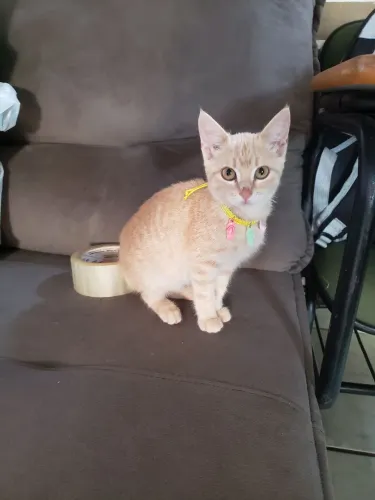 Gatinhos filhotes pra doação 