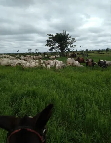 Bezerro/Bezerra Nelore 