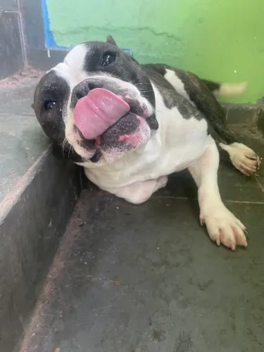Cachorro