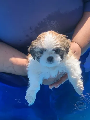 Cachorro shih tzu filhote macho