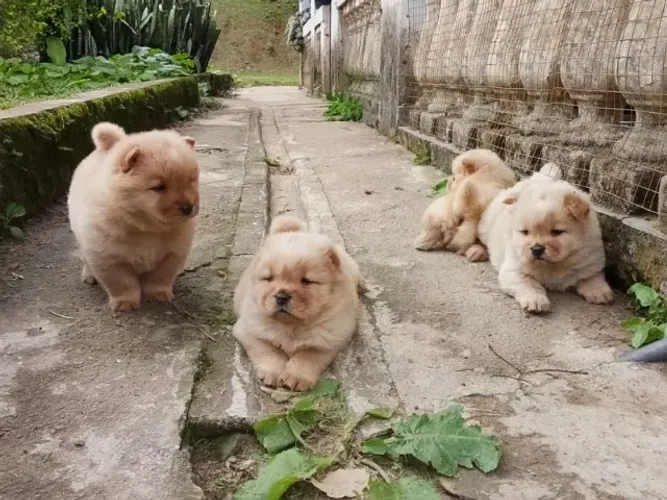 Filhotes de Chow Chow | O encanto está nos detalhes.