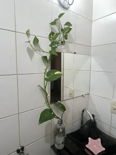 Linda Jiboia plantas grande