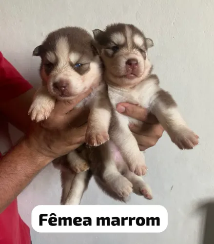 Husky Siberiano com porte imponente e visual marcante