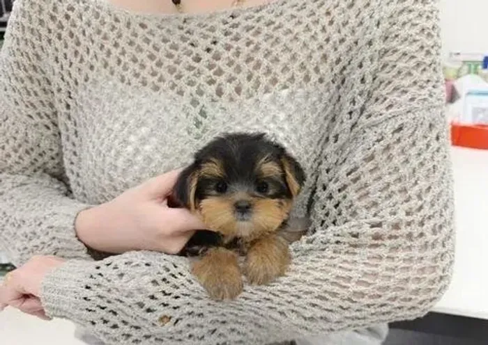 Baby yorkshire com ótima genética e saúde garantida em contrato