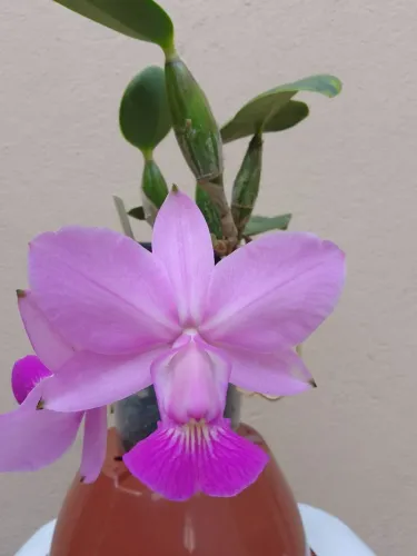 Orquídeas: walkeriana Tipo / Boa forma 
