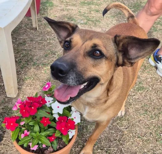 Cão Teddy para adoção 