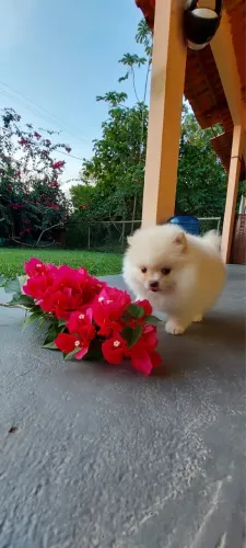 Spitz alemão (lulu da pomerania)