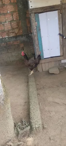 Vende-se 2 Galinhas de Raça / Caipira Puro.