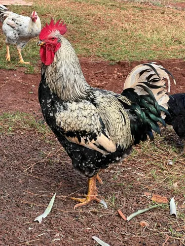 Galo GSB