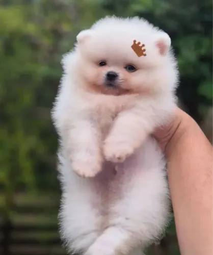 Spitz alemão anão filhotinhos 