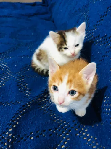 Doação gatinhos