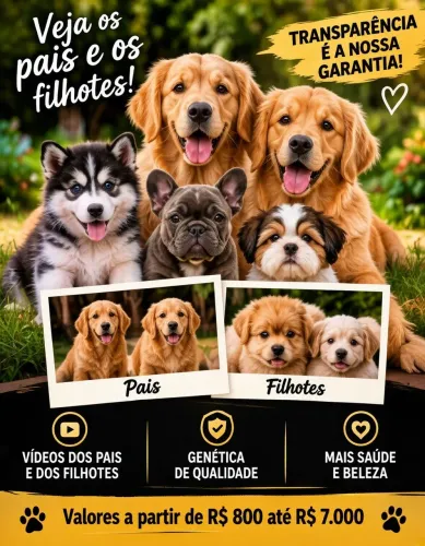 BEAGLE - BULLTERRIER - BULLDOG FRANCÊS - AMERICAN BULLY