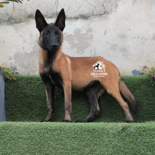 Pastor Belga Malinois 10 x 300,00 com três vacinas e pedigree 
