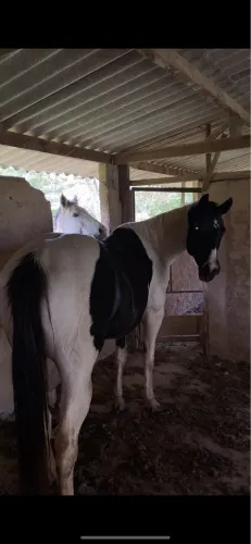 vendo égua paint horse registrada,linhagem dr sunny pep 