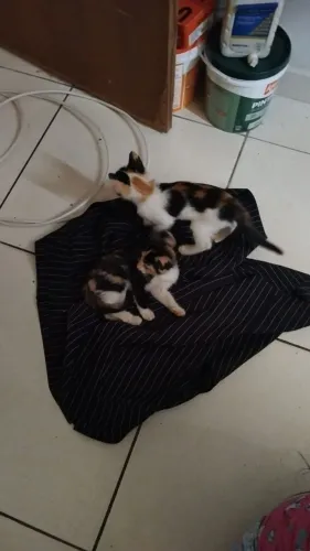 Gatinhas super fofas!!!