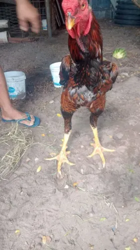 Galo e galinha índio gigante 