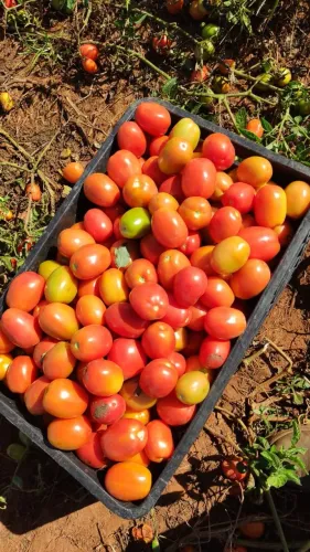 Vende-se caixa de tomates de 30 kg