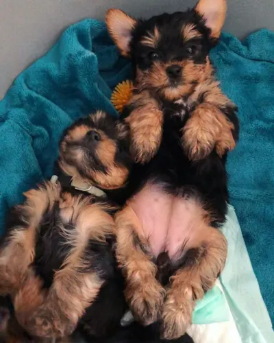 Yorkshire Cachorrinho que está pronto para chamar sua atenção