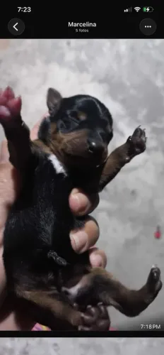 Filhote de Pinscher