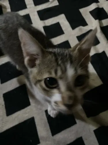 Doa-se gato filhote