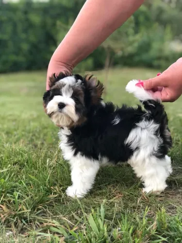 Biewer yorkshire terrier filhote macho raça pura imperdível