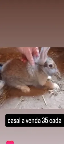 vendo casal de coelho