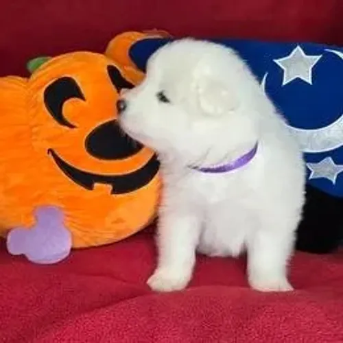 Samoyeda,Samoyeda Filhote de Estrutura Excepcional e Aparência Deslumbrante