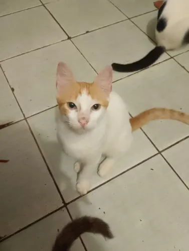 Doação de gato