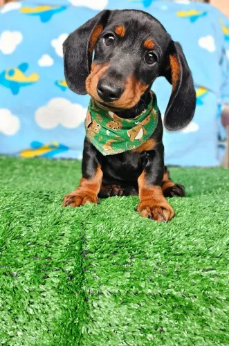 Filhotinhos dócil e saudável Teckel/Dachshund/Salsicha/Salsichinha/Basset/Cofap