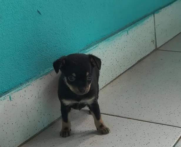 Filhote Pincher Macho 