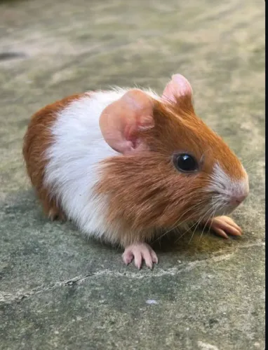 Porquinho da índia fêmea e macho