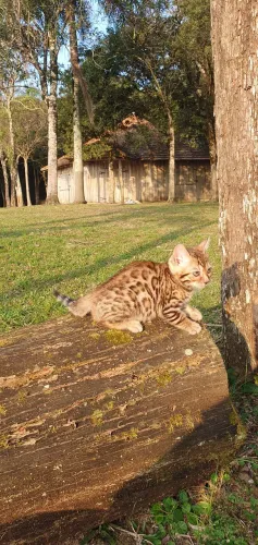 Gato bengal