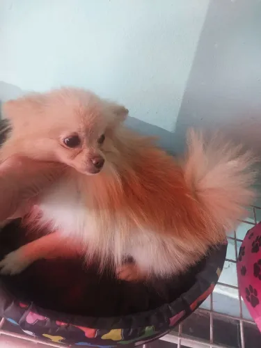 Spitz  anão 