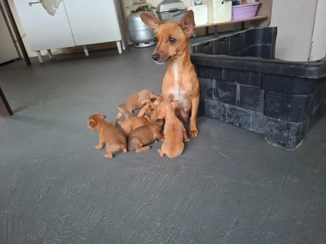 Filhotes pinscher.n1
