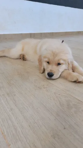 Golden Retrivier