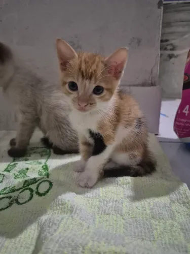 Gatinhos filhotes