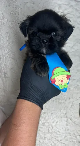 Shih-Tzu com Muito Carisma
