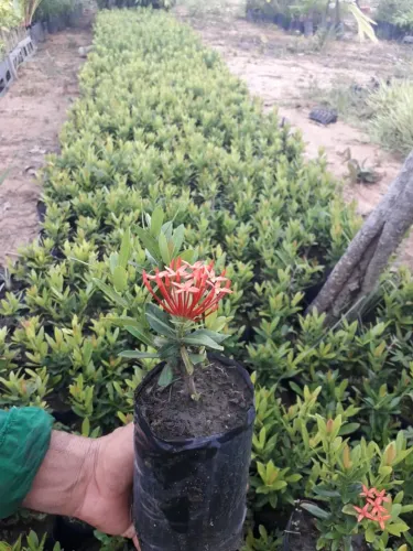 Mini Ixoras mudas