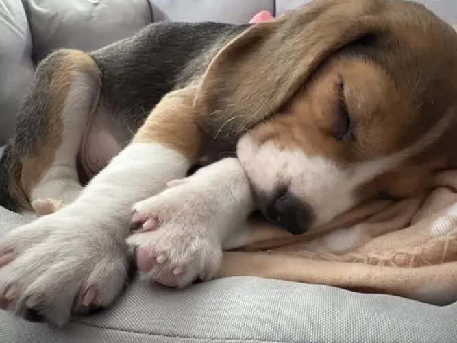 Beagle Uma fofura esperando para ser encontrada pela pessoa certa