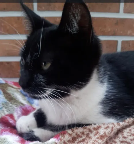 Doação de Gatas