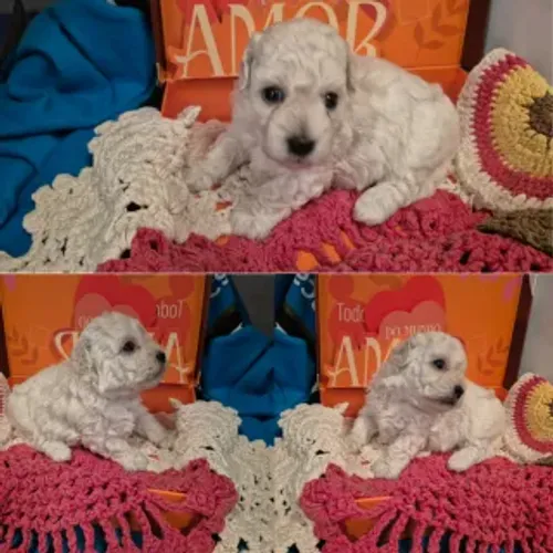 Poodle fêmea linda