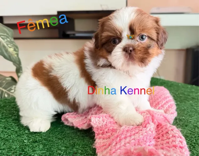 Filhotes de Shih tzu