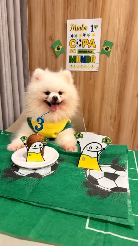 Procuro namorada para Lulu da pomerania