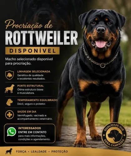 PROCRIAÇÃO DE FILHOTES DE ROTTWEILER