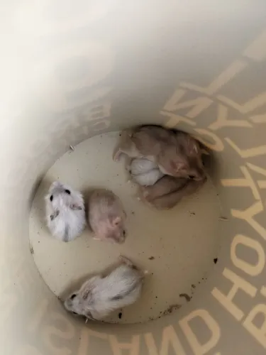 Hamster Russo filhotes