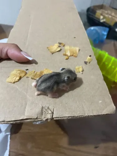 Vende se filhotes de Hamster
