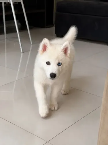 Filhote de Husky siberiano Branco