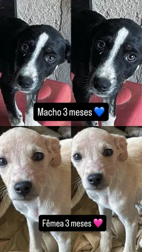 Doa-se filhote de cachorro