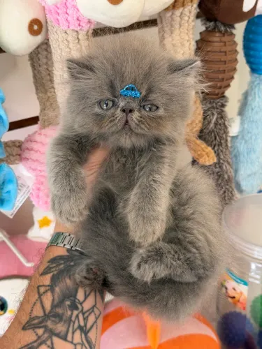 Gato Persa macho
