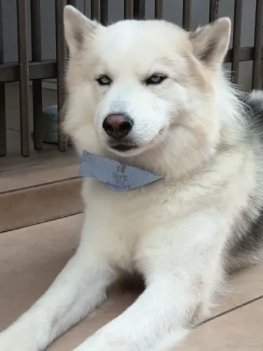 Cachorro Husky